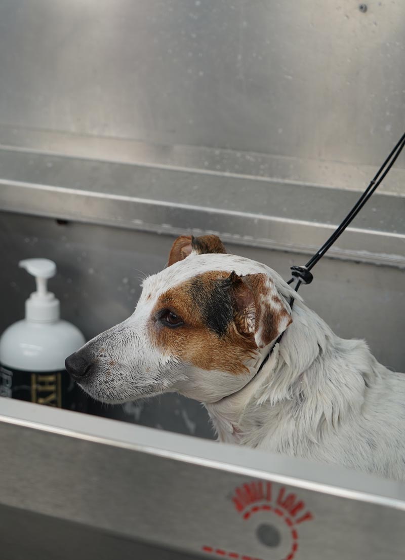 Tratamiento de estética canina