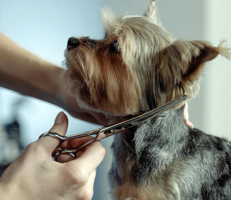 Grupo Cyma 2006 - Peluquería Canina en Empuriabrava