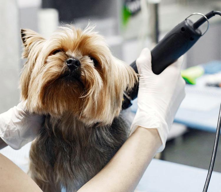 Grupo Cyma 2006 - Peluquería Canina en Empuriabrava