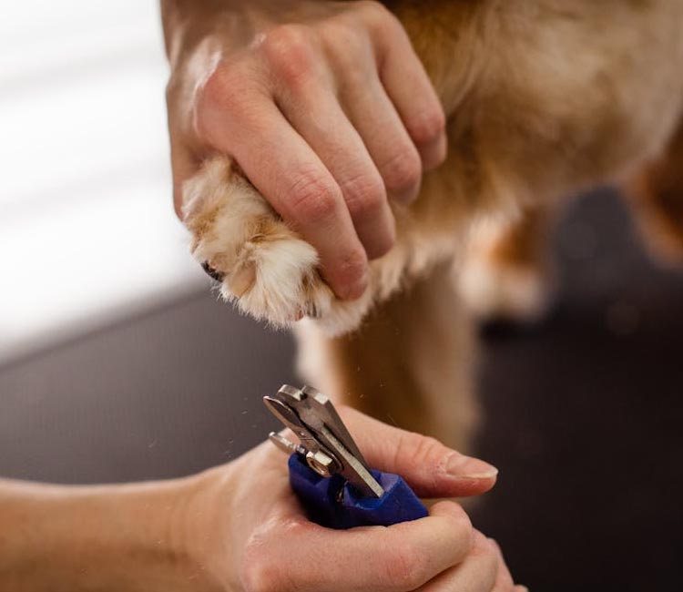 Grupo Cyma 2006 - Peluquería Canina en Empuriabrava