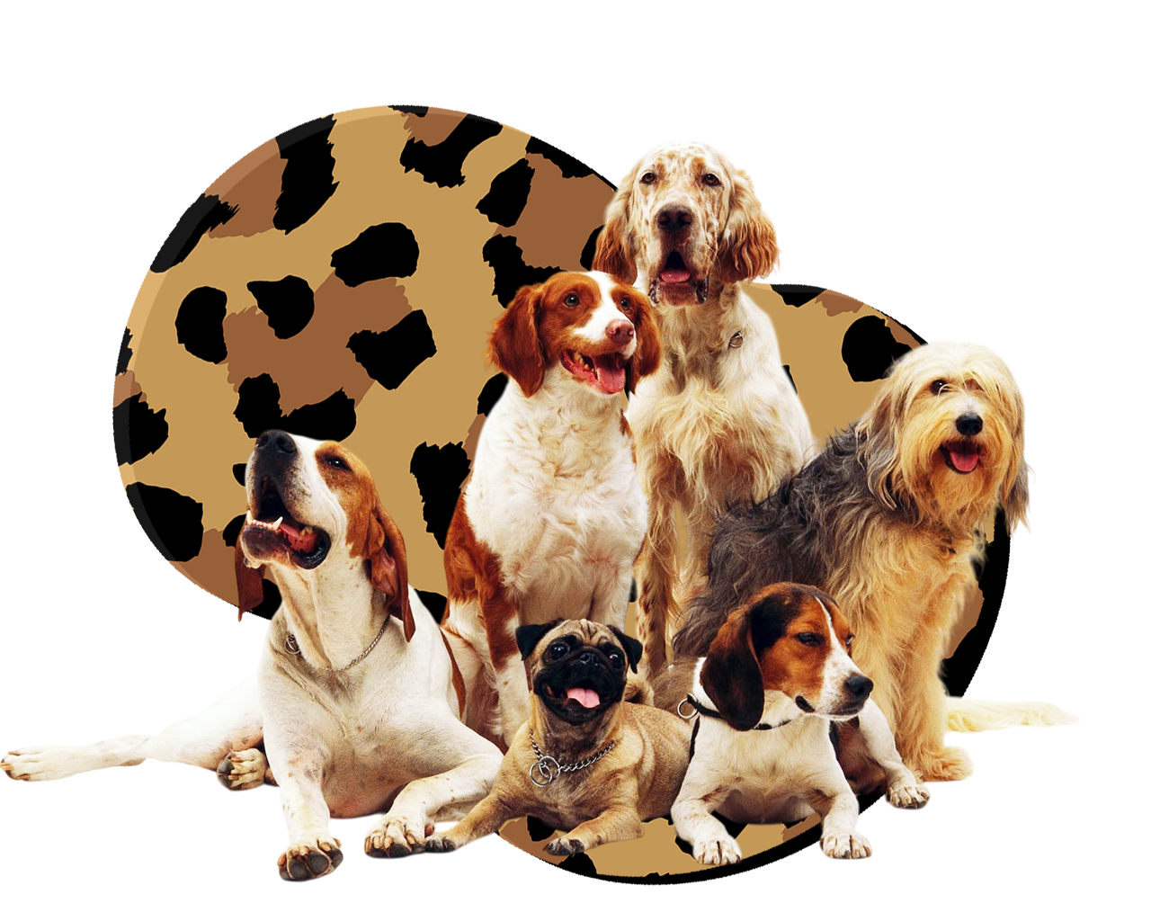 Estètica Canina a Empuriabrava, Girona