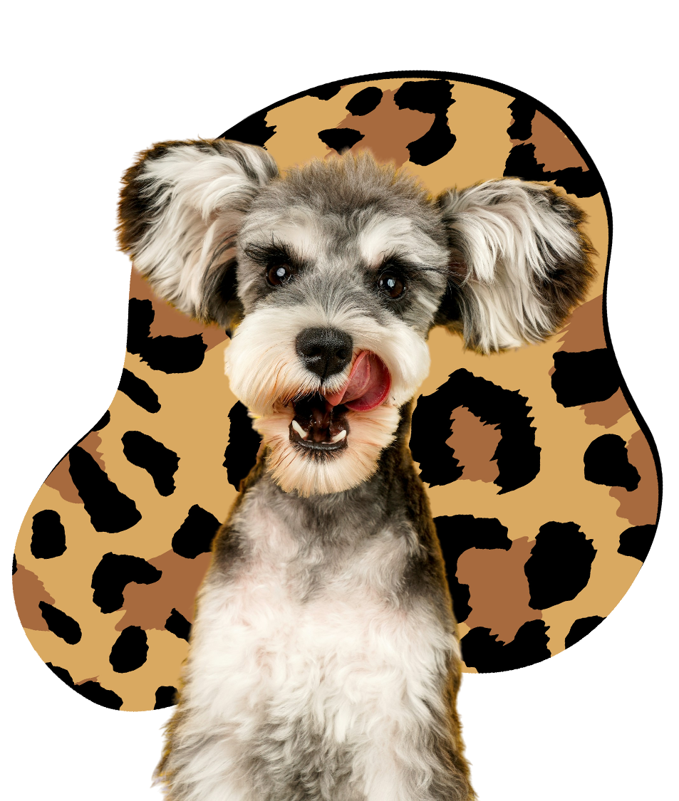 Peluquería Canina en Empuriabrava. Estilismo para Mascotas Felices