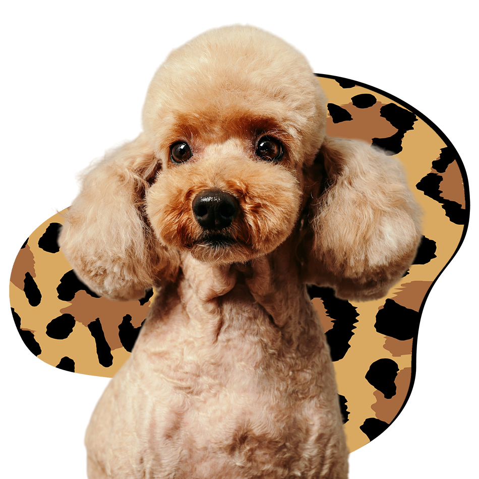 Peluqueria Canina en Empuriabrava